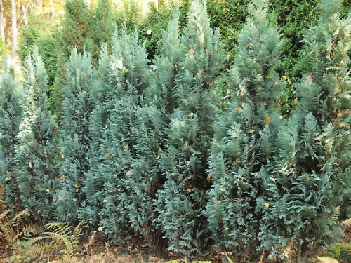 Chamaecyparis lawsoniana 'Columnaris'