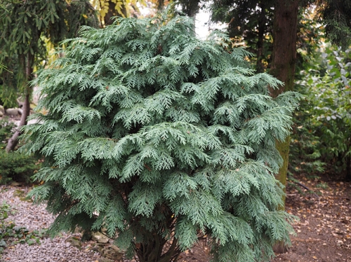 Chamaecyparis lawsoniana 'Globe'
