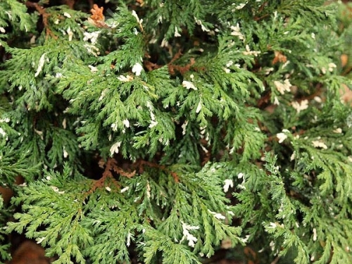 Chamaecyparis pisifera 'Nana Argenteovariegata'