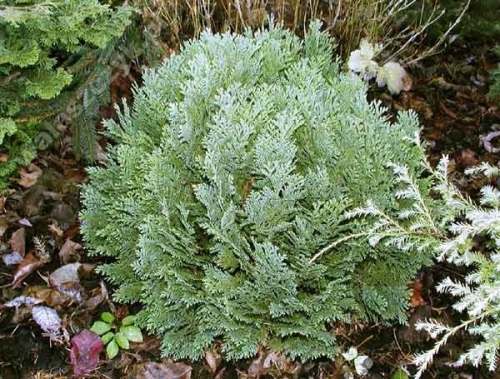 Chamaecyparis lawsoniana 'Minima Glauca'