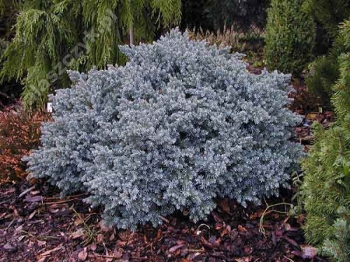 Juniperus squamata 'Blue Star'