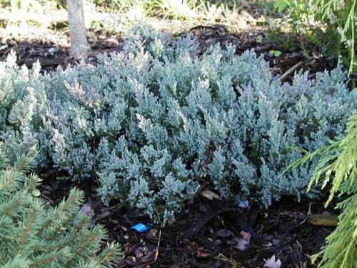 Juniperus horizontalis 'Blue Chip'