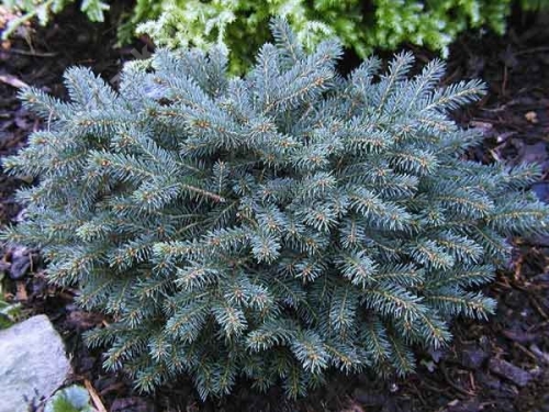 Picea pungens 'Sonia'