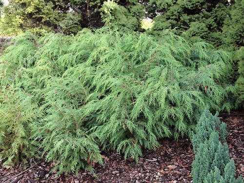 Chamaecyparis lawsoniana 'Parsons'