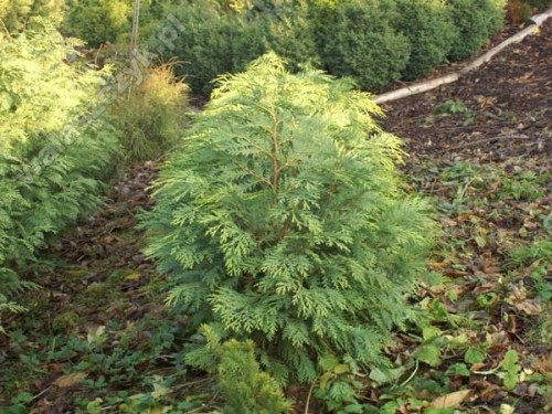 Chamaecyparis lawsoniana 'Sunkist'