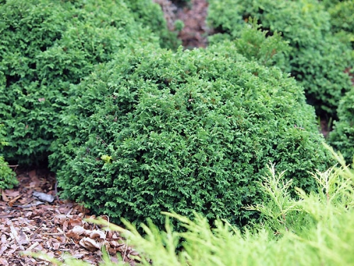 Chamaecyparis pisifera 'Parslori'