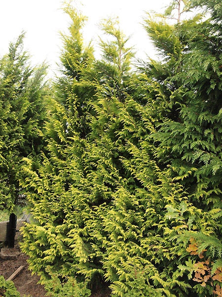 Chamaecyparis lawsoniana 'Golden King'