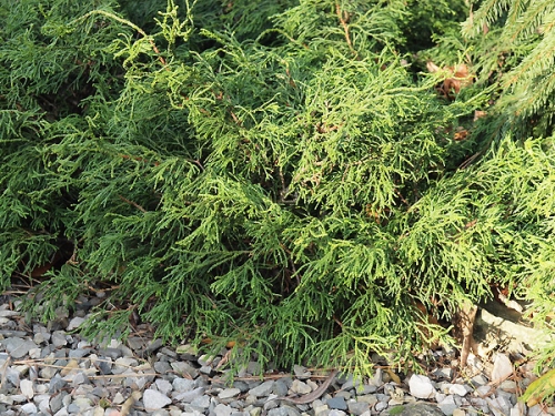Chamaecyparis obtusa 'Tsatsumi'