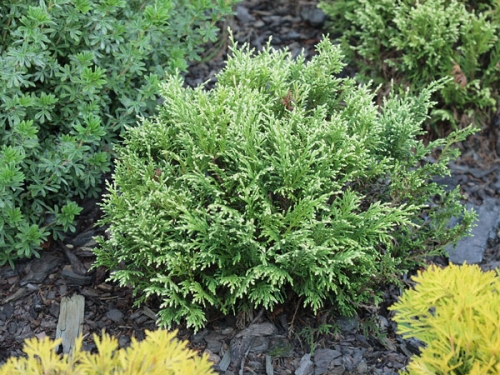Chamaecyparis pisifera 'Fuiri-Tsukumo'