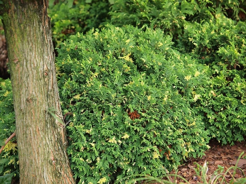 Chamaecyparis pisifera 'Gold Dust'