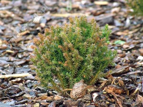 Cryptomeria japonica 'Compressa'