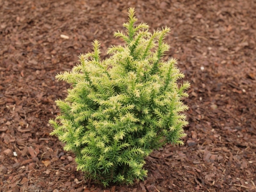 Cryptomeria japonica 'Vilmorin Gold'
