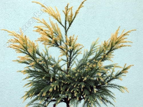 Cryptomeria japonica 'Sekkan-Sugi'