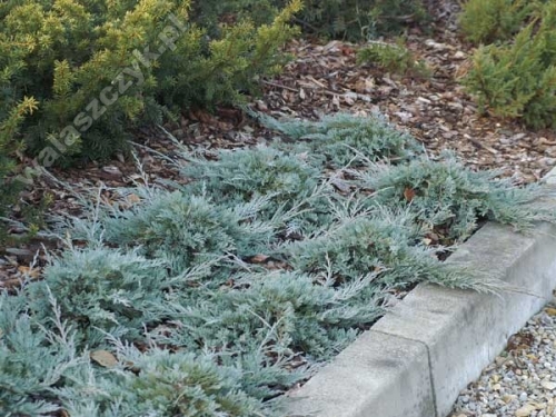 Juniperus horizontalis 'Glacier'
