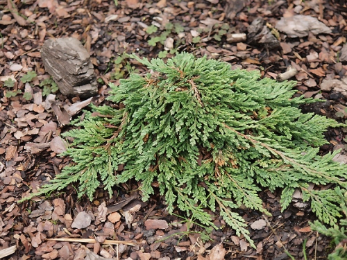 Juniperus horizontalis 'Pancake'