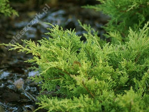 Juniperus x media 'Gold Coast'