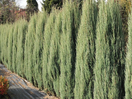Juniperus scopulorum 'Blue Arrow'