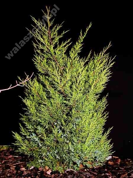 Juniperus chinensis 'Kuriwao Gold'