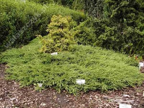 Juniperus communis 'Effusa'