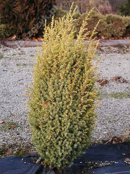 Juniperus communis 'Suecica Aurea'