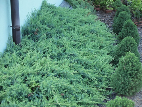 Juniperus conferta 'Schlager'
