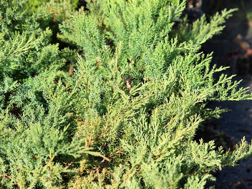 Juniperus davurica 'Leningrad'
