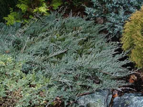 Juniperus horizontalis 'Douglasii'
