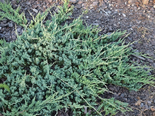 Juniperus horizontalis 'Jade River'