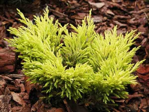 Juniperus horizontalis 'Lime Glow'