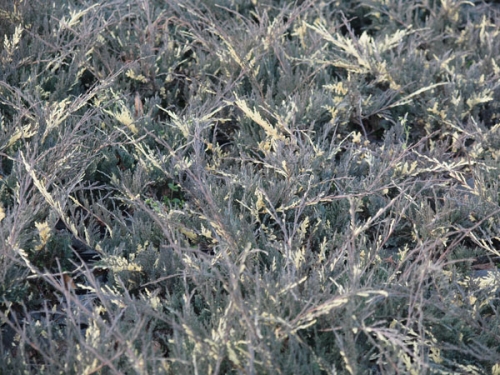 Juniperus horizontalis 'Variegata'