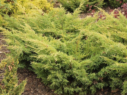 Juniperus x media 'Mordigan Gold'
