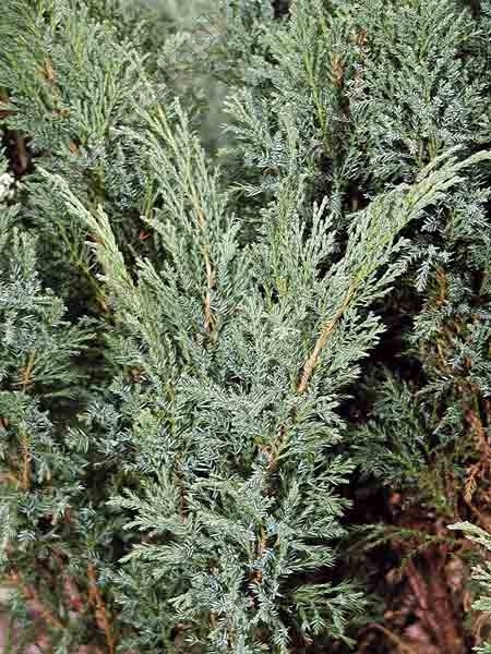 Juniperus sabina 'Blue Danube'