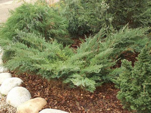Juniperus sabina 'Rockery Gem'
