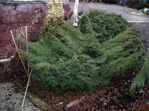 Juniperus virginiana 'Tripartita'