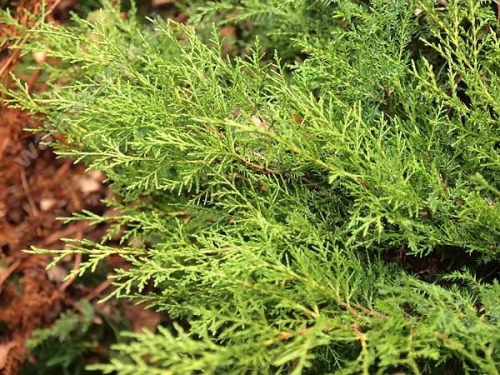 Juniperus x media 'Old Gold'