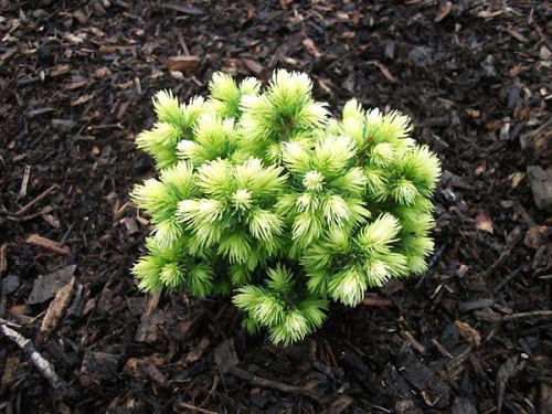 Picea glauca 'Dendrofarma Gold' ®