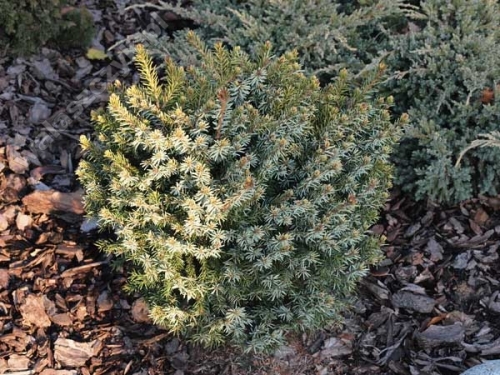 Picea omorica 'Peve Tijn' Pa