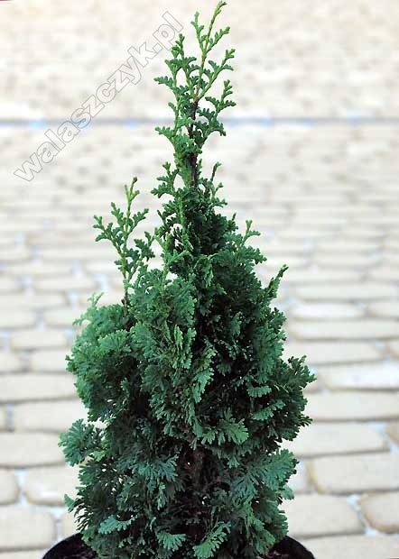 Thuja occidentalis 'Spiralis Mini'