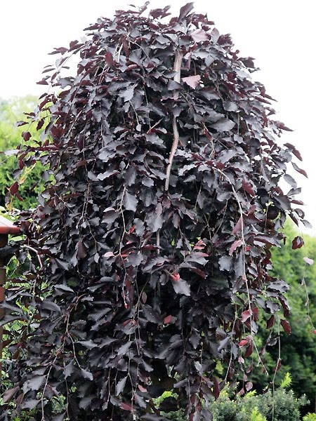 Fagus sylvatica 'Purpurea Pendula C10'