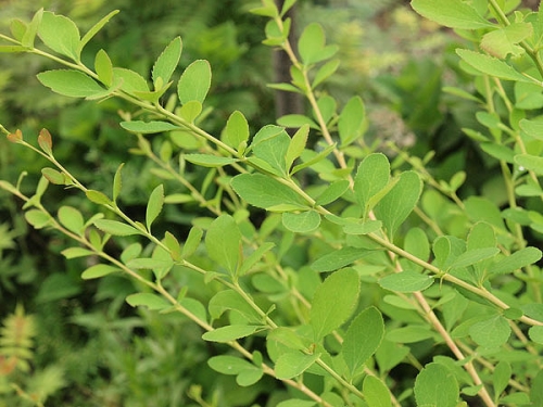 Berberis x ottawensis ''