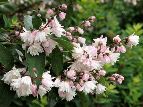 Deutzia scabra 'Pride of Rochester'