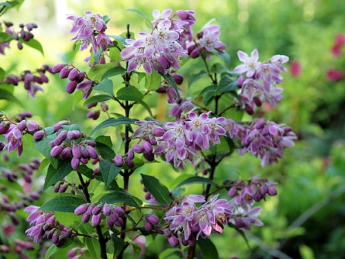 Deutzia x hybrida 'Strawberry Fields'
