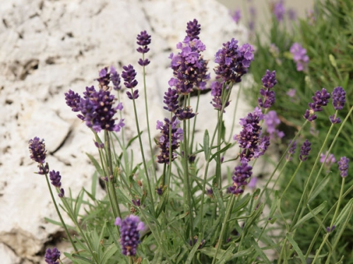 Lavandula angustifolia 'Hidcote'