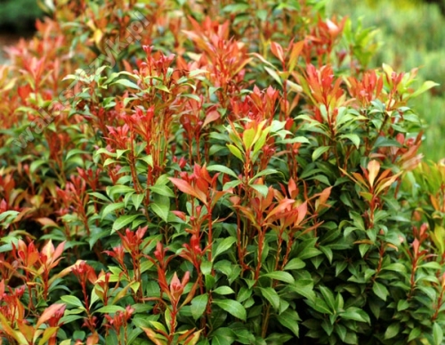Pieris japonica 'Besbee Dwarf'