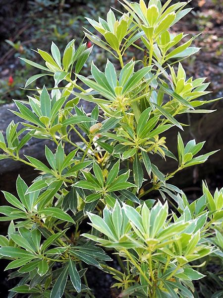 Pieris japonica 'Flaming Silver'