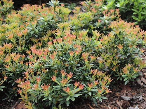 Pieris japonica 'Prelude'