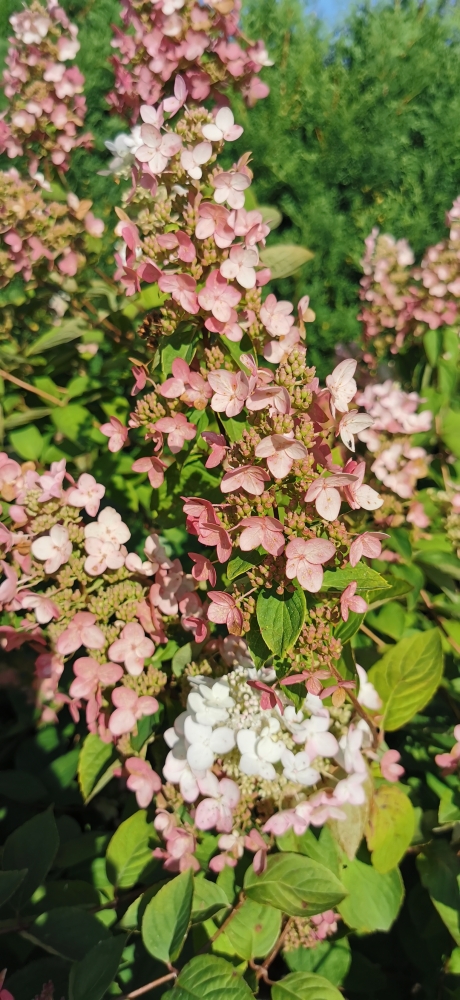 Hydrangea paniculata 'Tardiva'