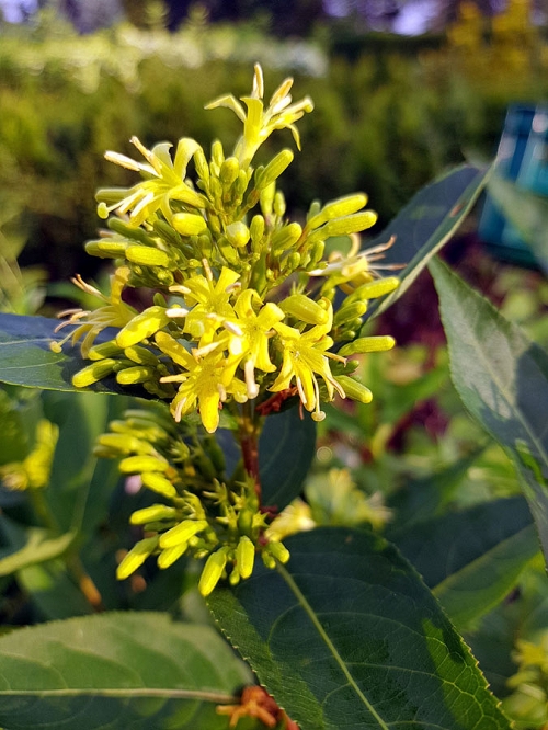 Diervilla rivularis 'Butterfly'