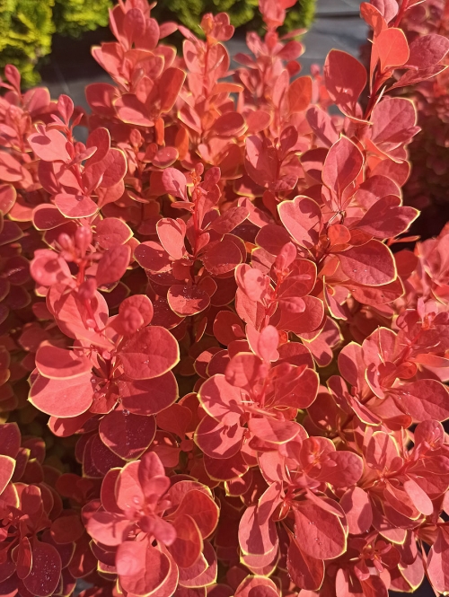 Berberis thunbergii 'Neon ®'