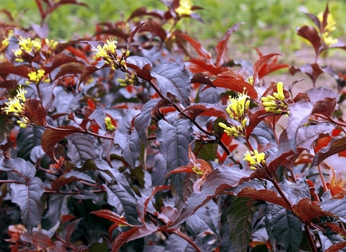 Diervilla splendens 'Diva' ®